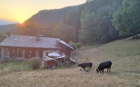 Les Chevreuils